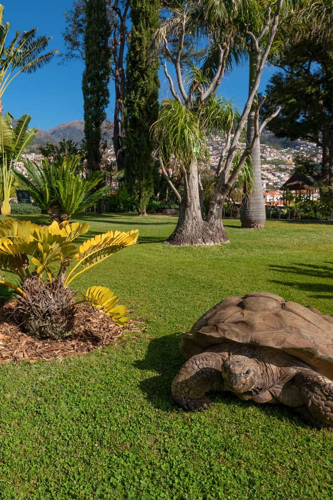 La tortue Colombo © Quinta Jardins do Lago