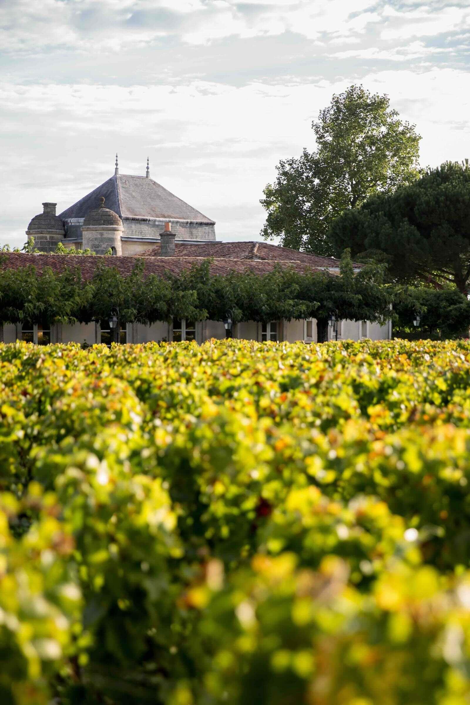 Le vignoble médocain © COMO Cordeillan-Bages