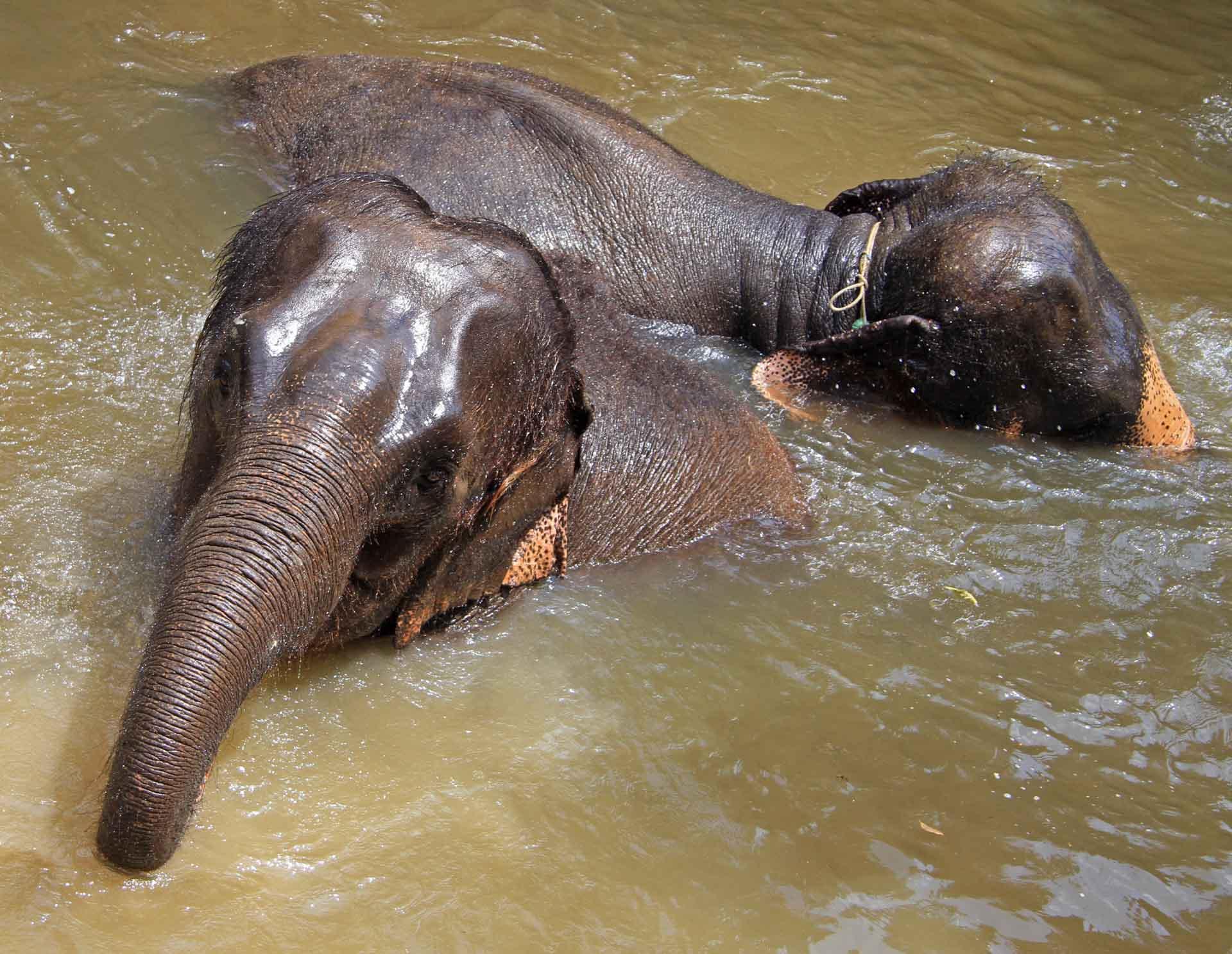 Centre national de conservation des éléphants © Adobestock