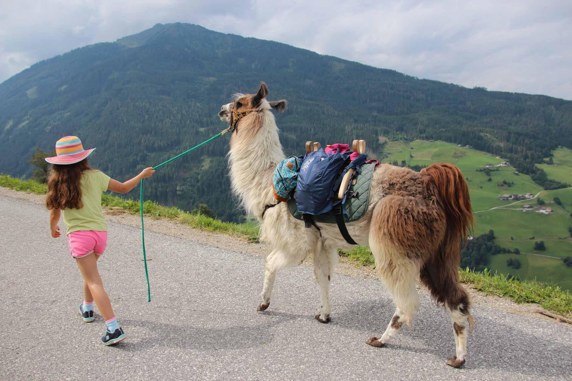 Trekking en lamas au Wattenberg ©hall-wattens.at