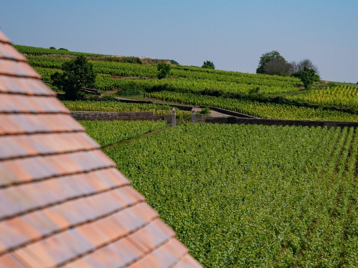 La vue de l’hôtel sur les vignes du domaine © Château de la Commaraine