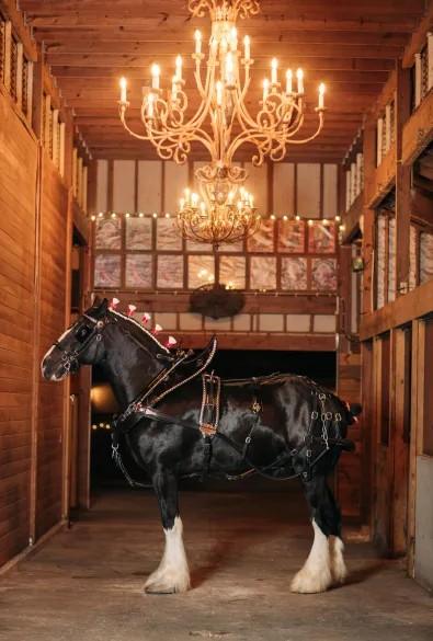 © Grandview Clydesdales