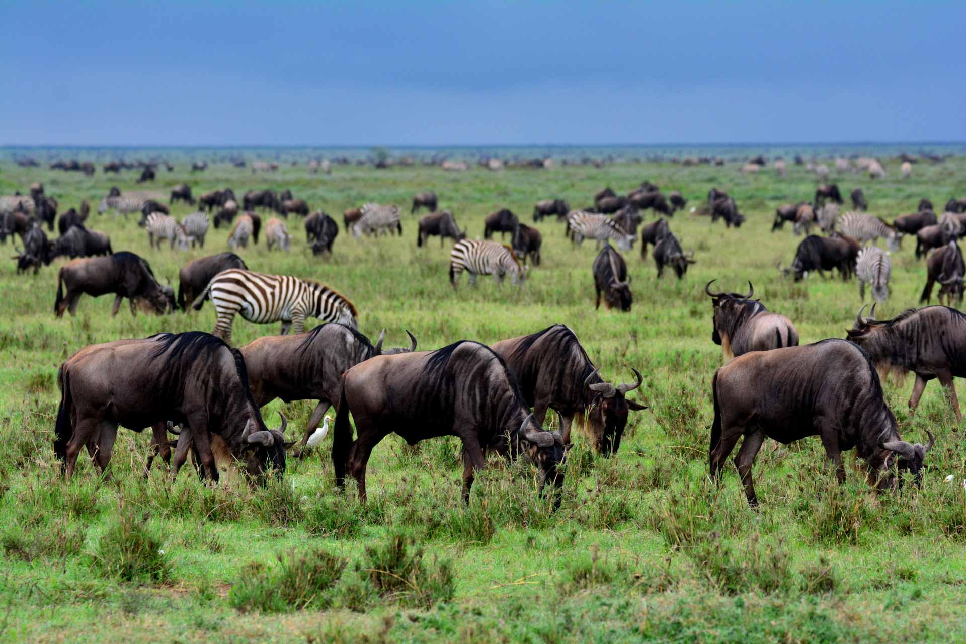 Les plaines du Serengeti en période de Grande Migration
