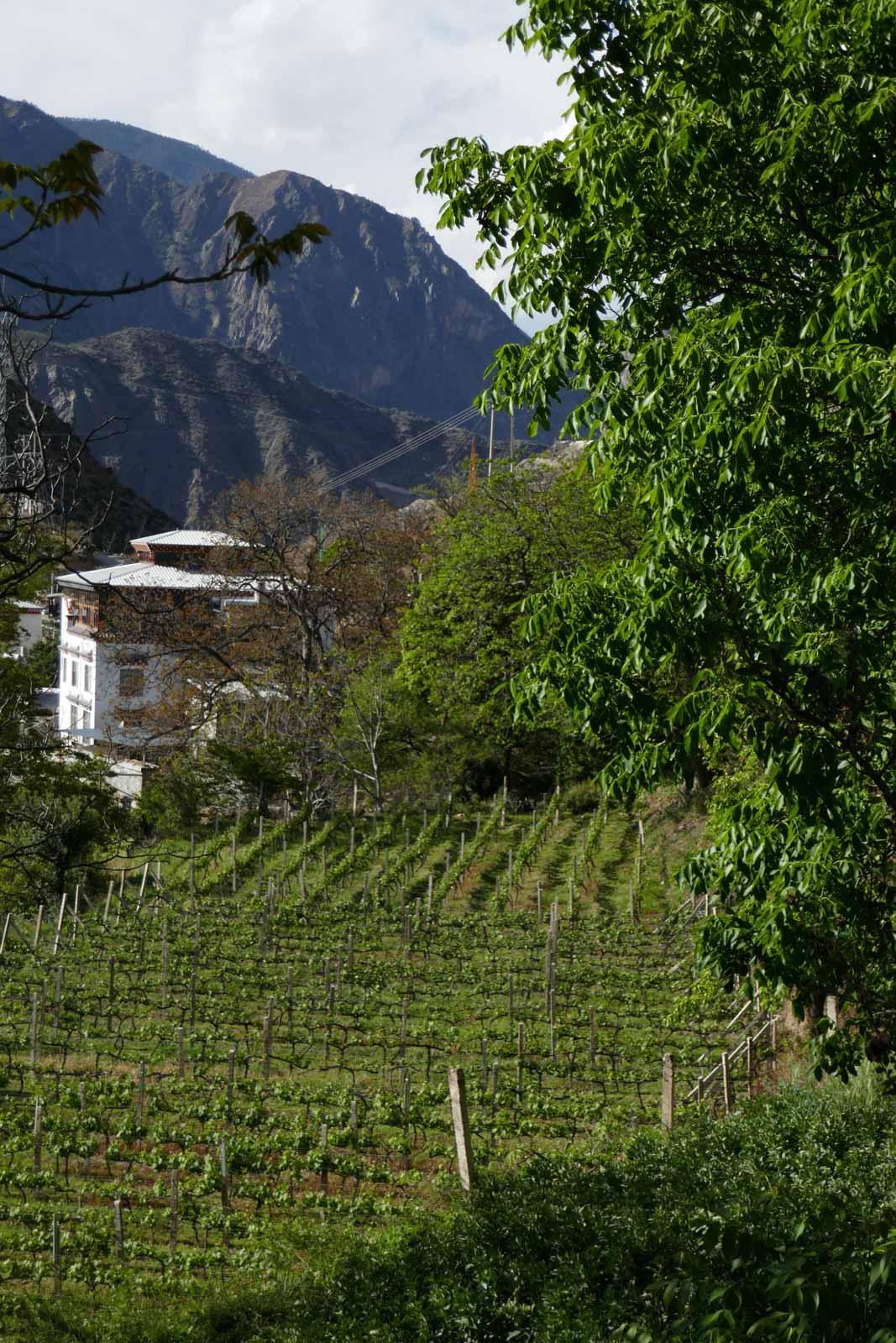 Les vignes de Yunling © PG