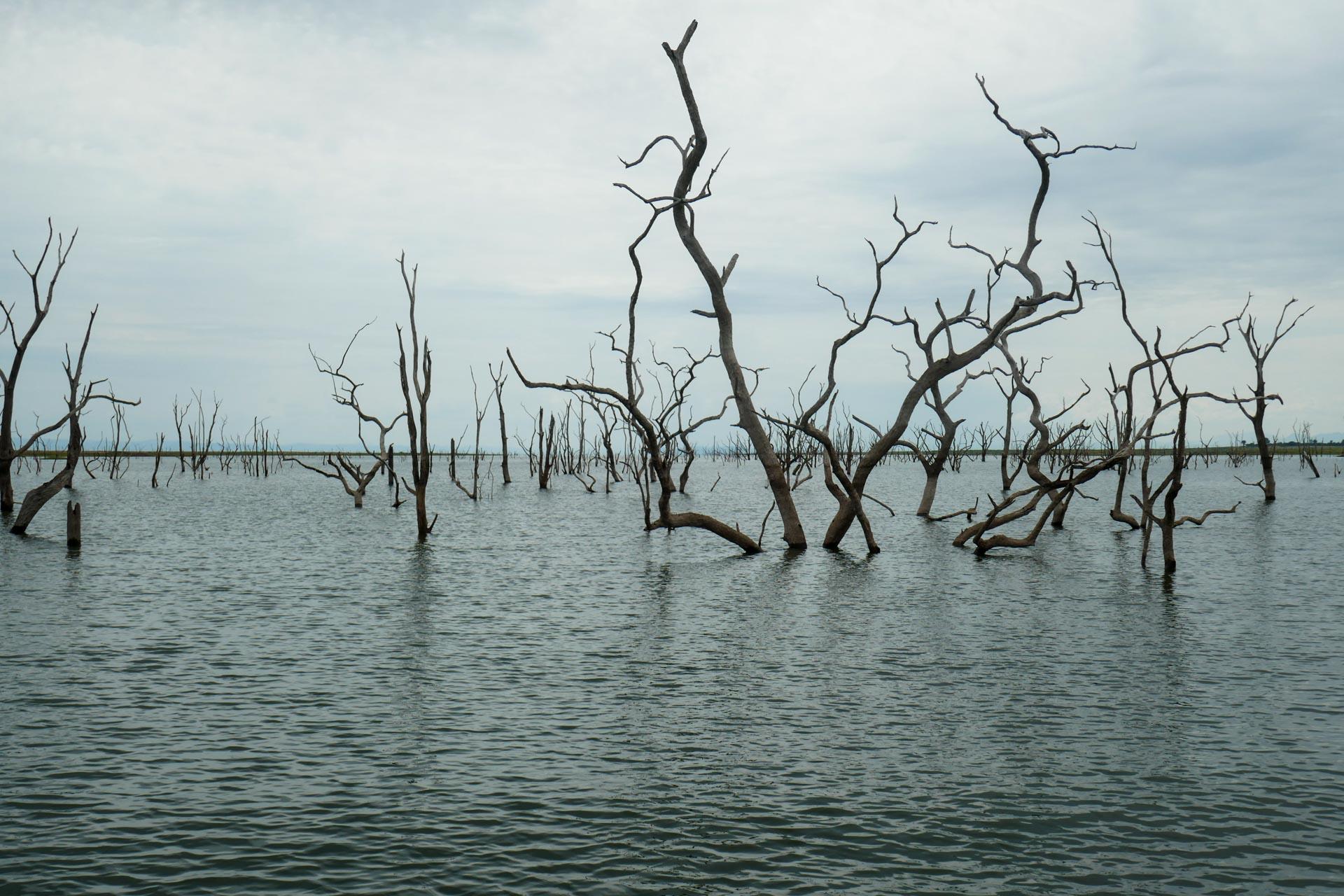 Les mopanis figés sur le lac © PG