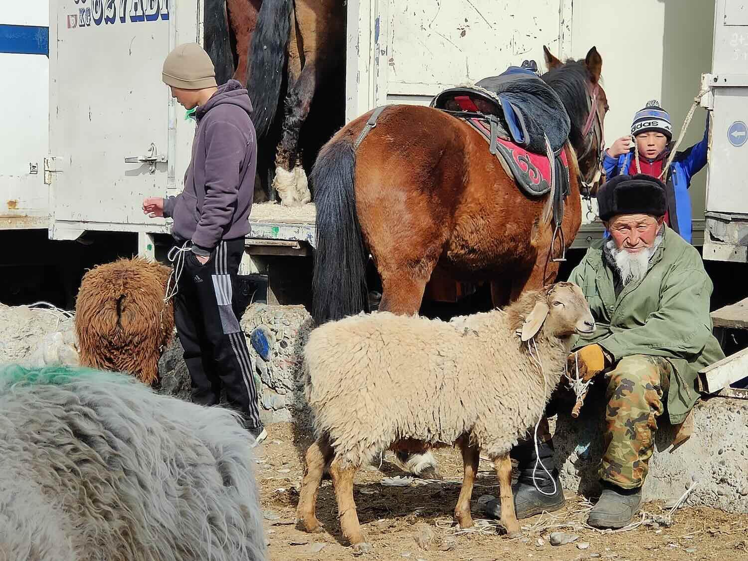 Marché aux bestiaux de Kotchkor, Kirghizistan : cheval sellé, mouton et éleveurs © Emmanuel Laverand