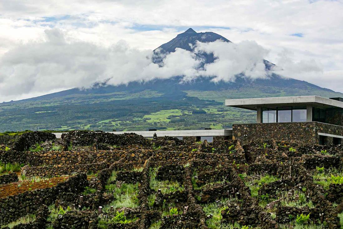 Les vignes de Pico © Rui Soares