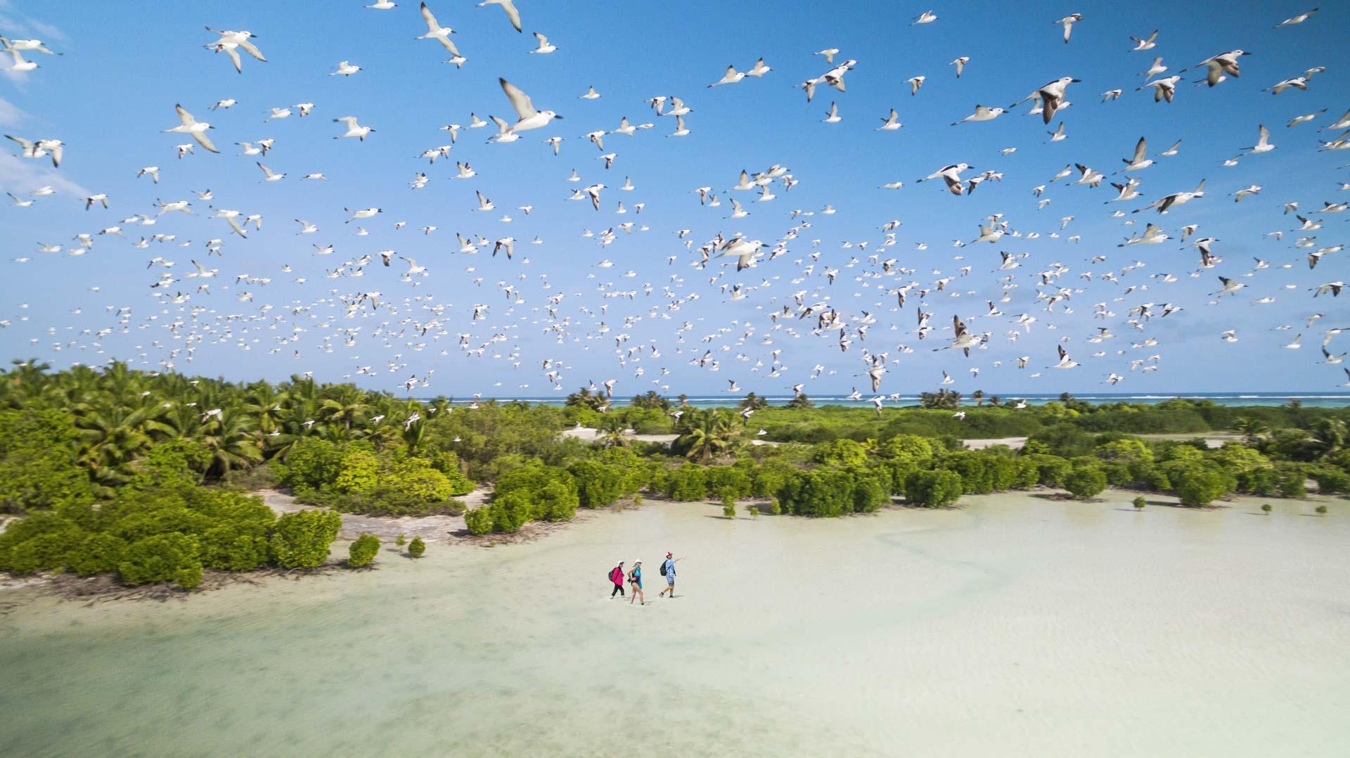  Sur l’île inhabitée de SaintFrançois, rattachée au groupe d’Alphonse, des milliers d’oiseaux se rassemblent 