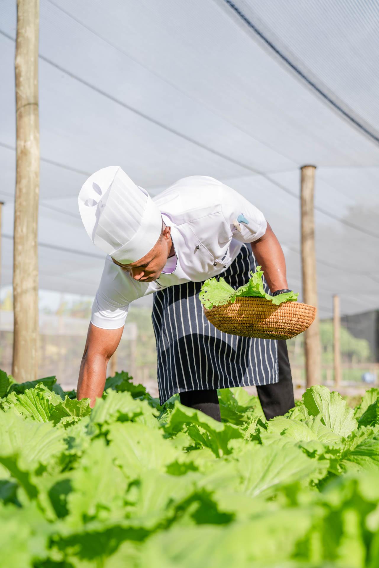 Fruits, légumes et herbes approvisionnent les cuisines de l’ensemble des établissements Blue Safari