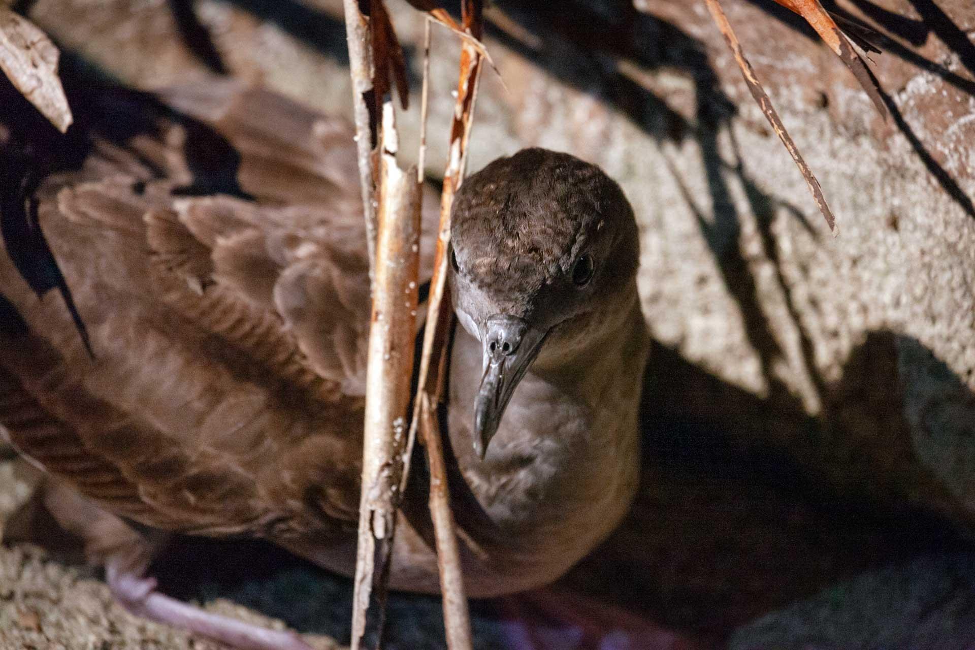 Alphonse abritait autrefois d’immenses colonies d’oiseaux marins. Aujourd’hui, cinq espèces y nichent encore