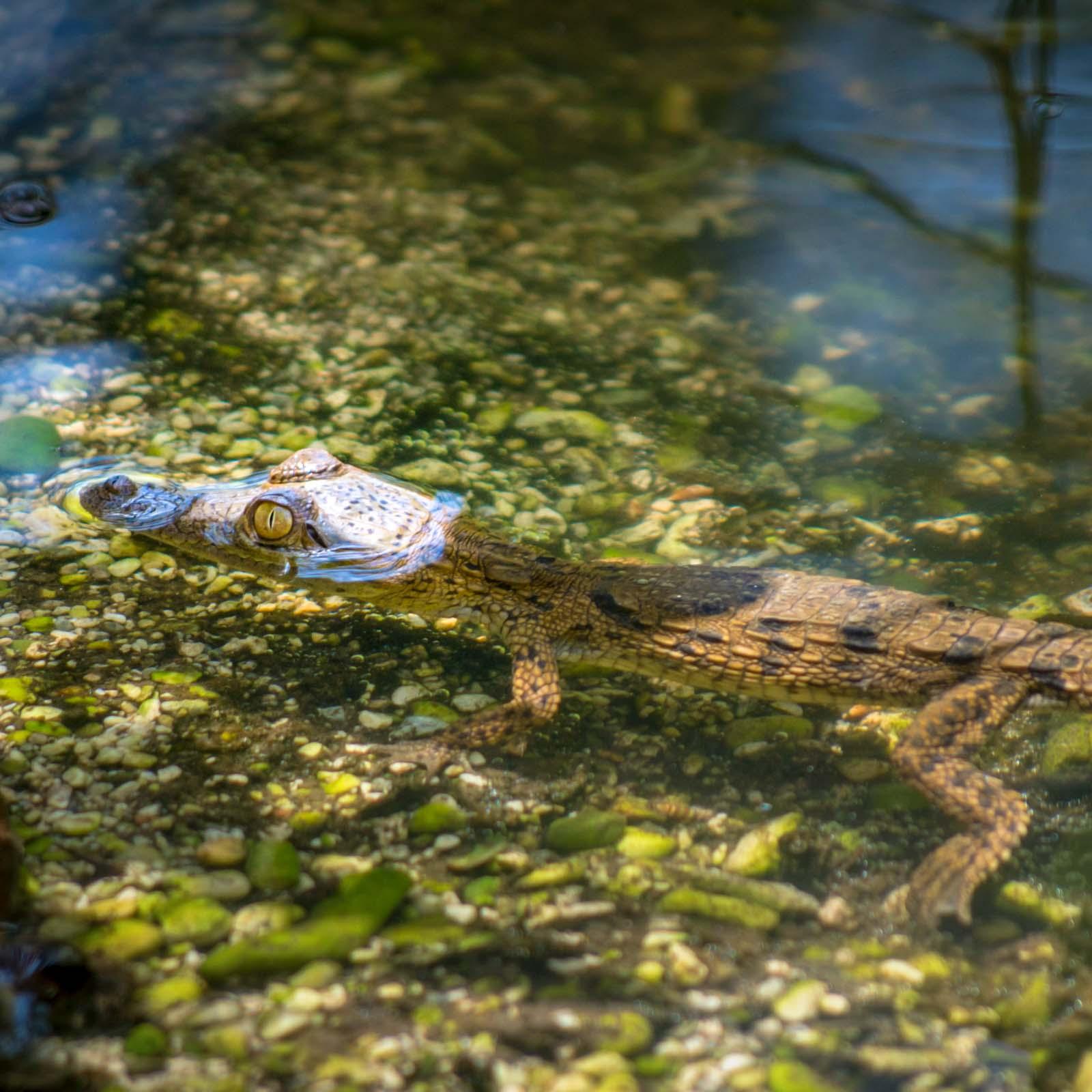 Crocodile américain au lac Enriquilllo © AdobeStock - Serhii Shcherbakov