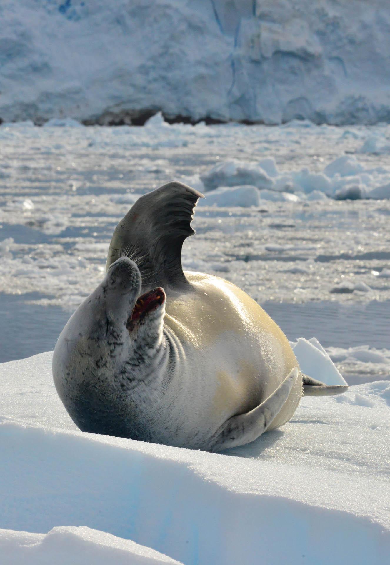 Croisière Antarctique à bord de l’Exploris One - phoque crabie © DR