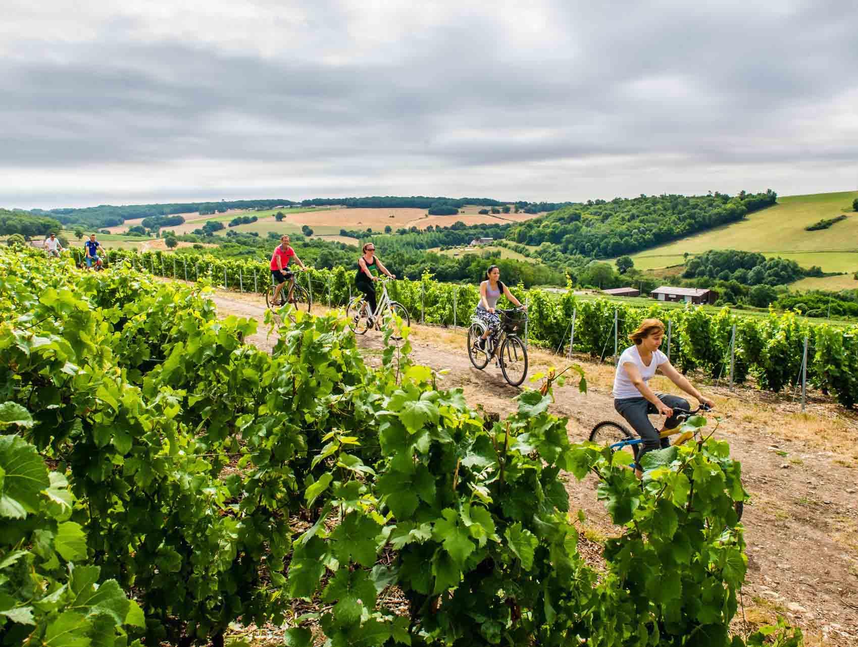 Promenade dans le vignoble en vélo © Cambon