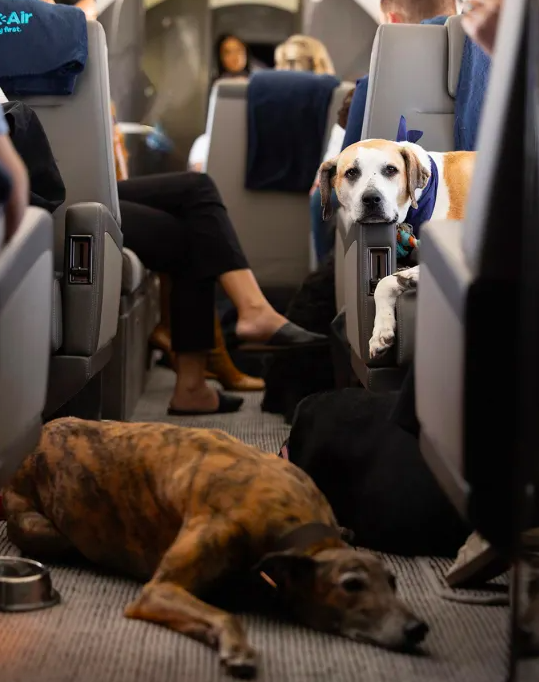 Voyager avec son chien © Park Air