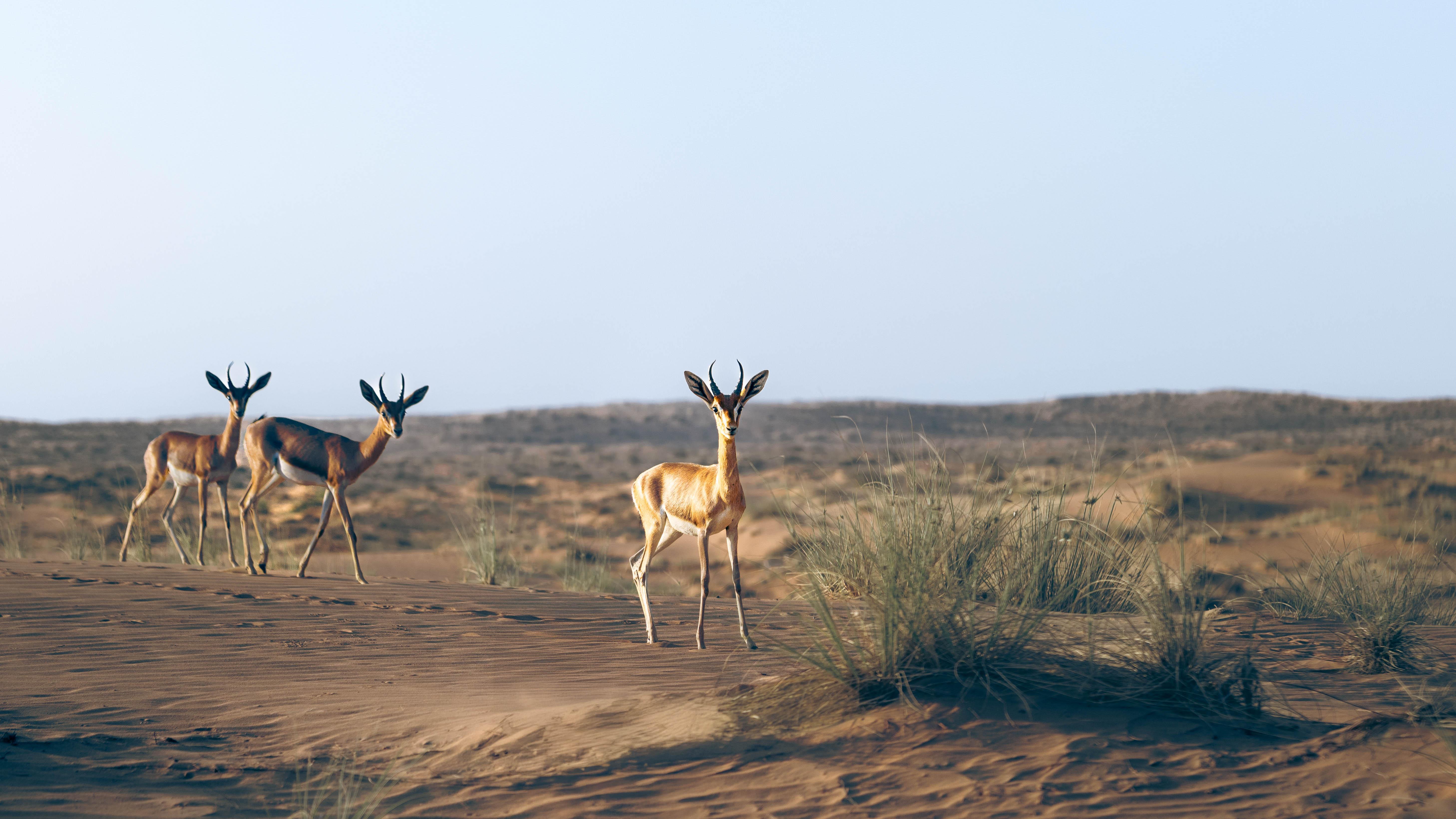 © Platinum Heritage – Bédoin culture Safari