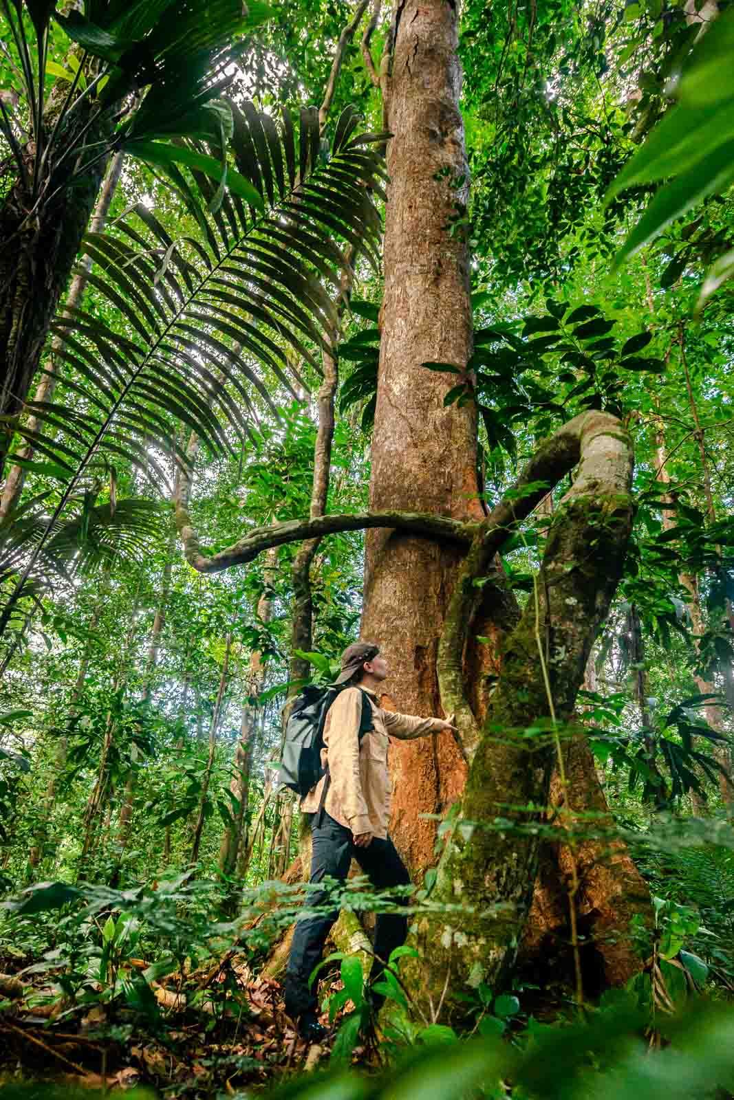 Promenade dans la forêt amazonienne © CTG Colas