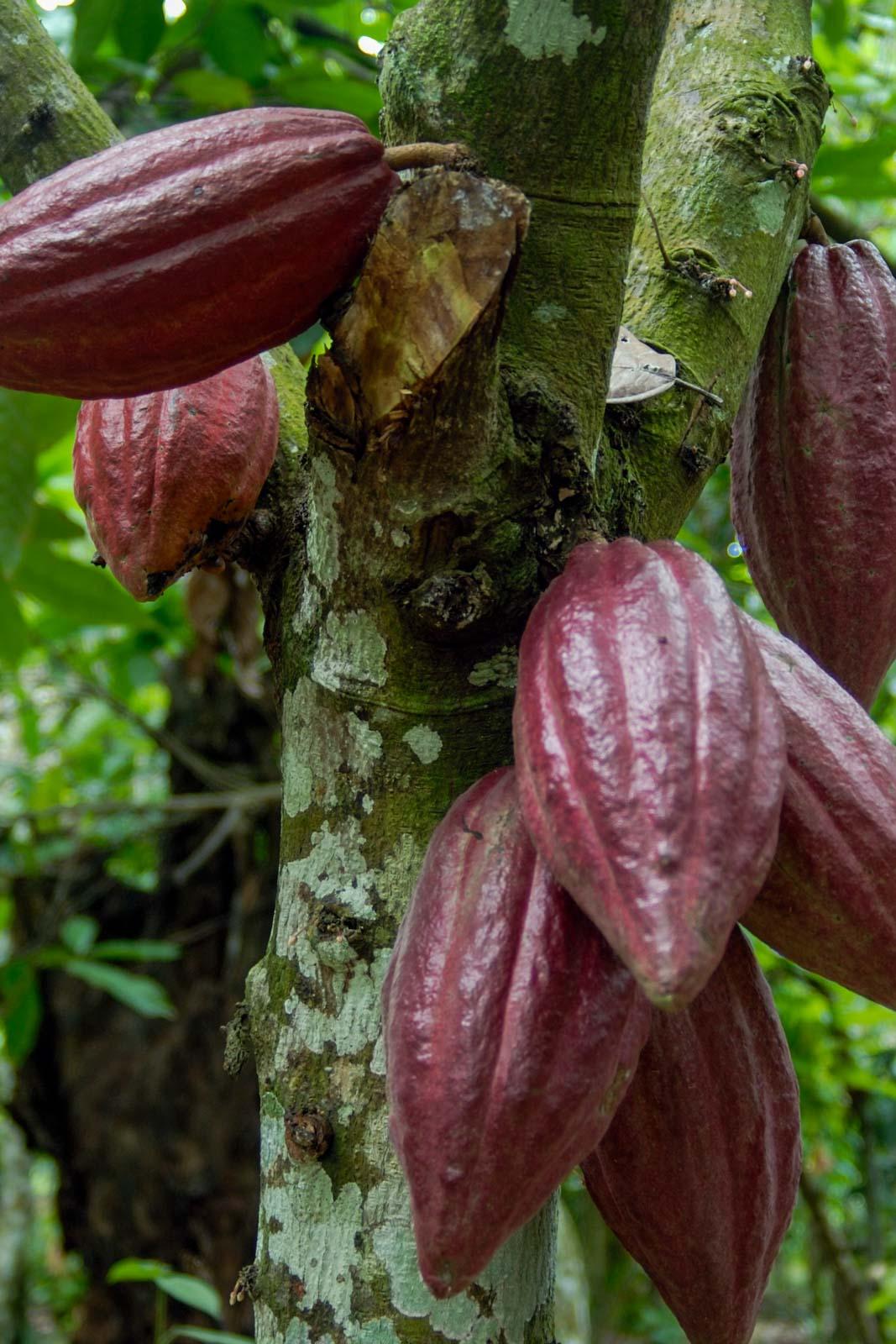 Cacao © OT République Dominicaine