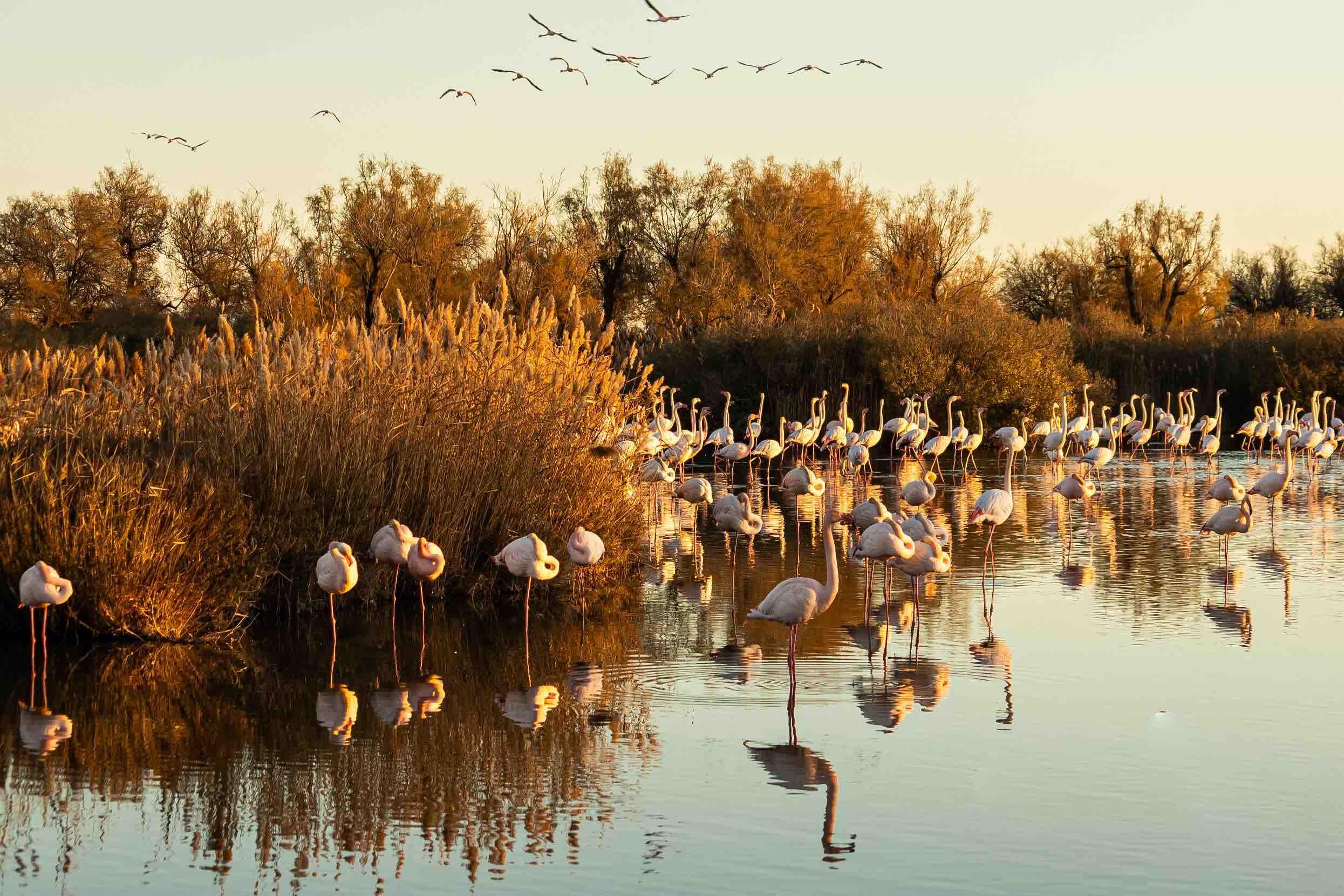 Faire un tour en Camargue en septembre © DR