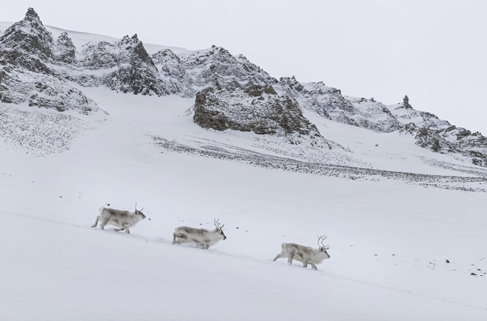 Ile de Svalbard © Grand Nord Grand Large