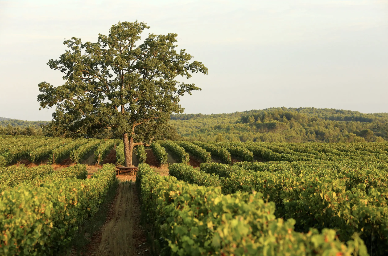 Les vignes du domaine provençal © Château de Berne