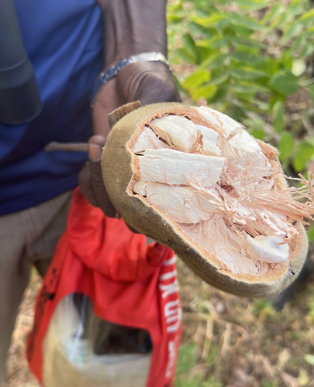 Le fruit du baobab © Pascale Missoud