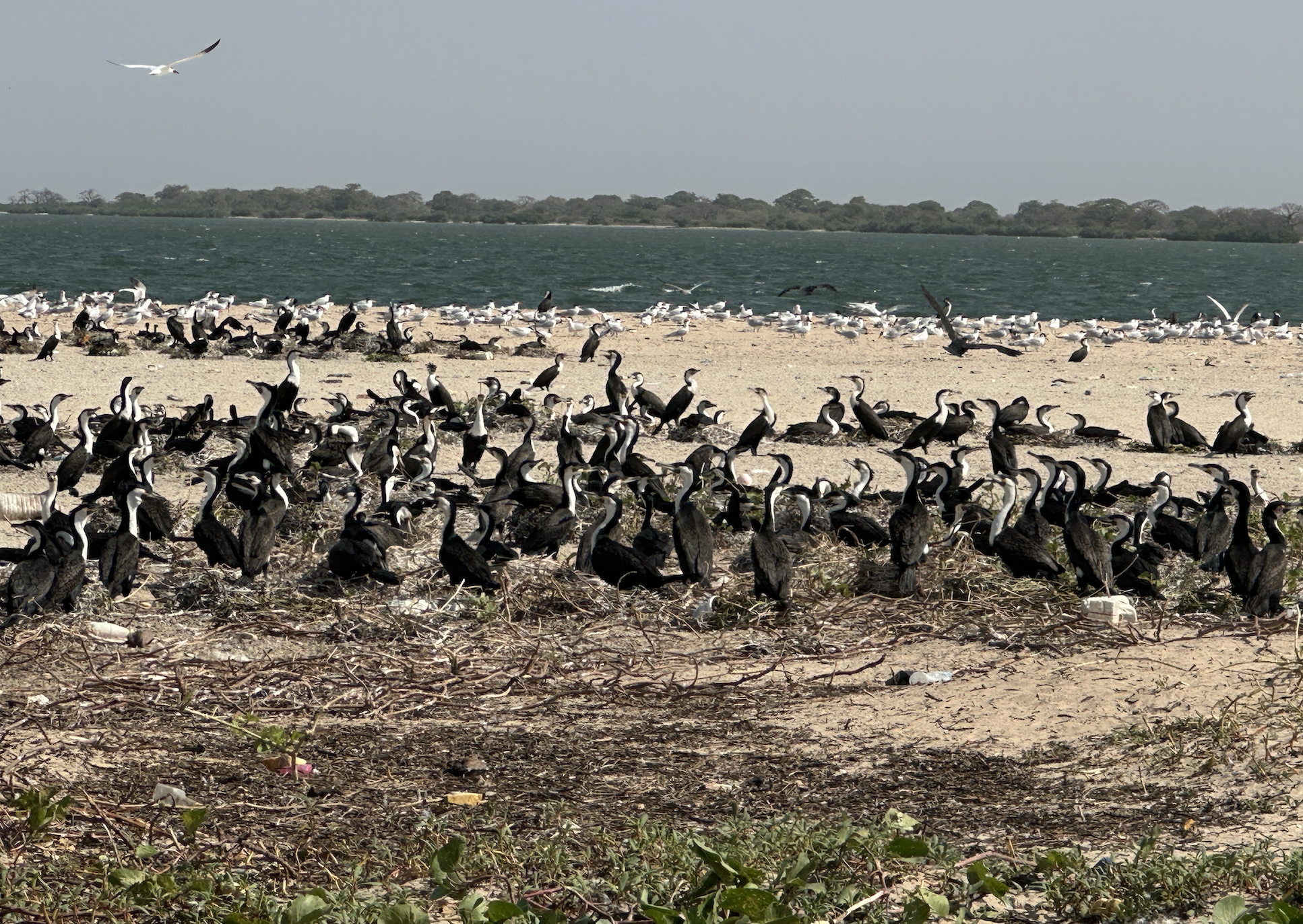 L’île aux Oiseaux, un des plus importants site de frai d’Afrique de l’Ouest © Pascale Missoud