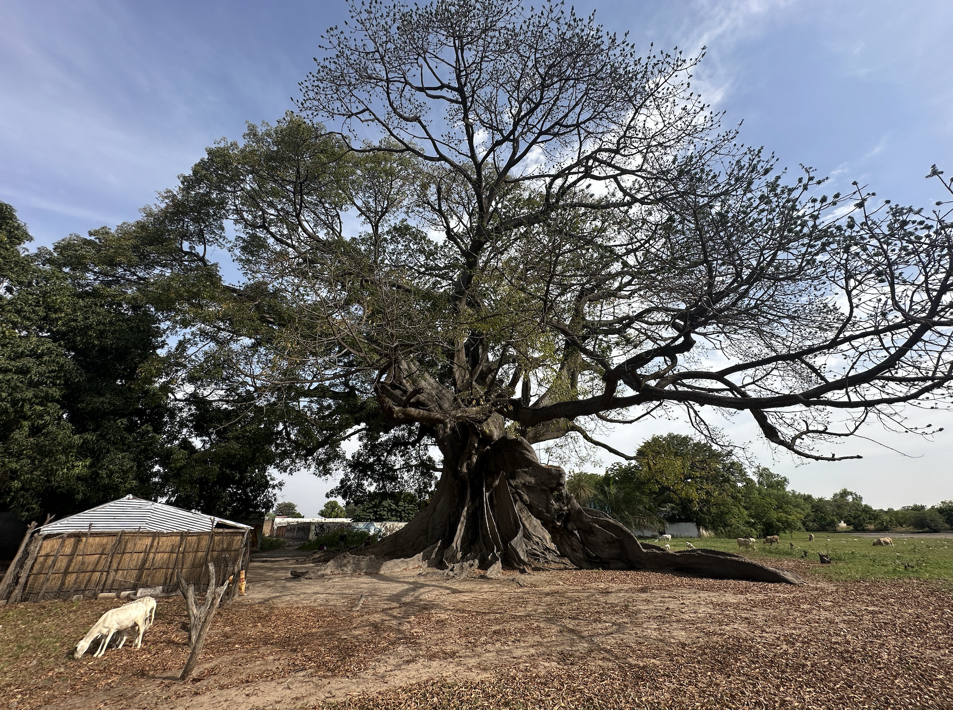 Le plus grand fromager du Sénégal © Pascale Missoud