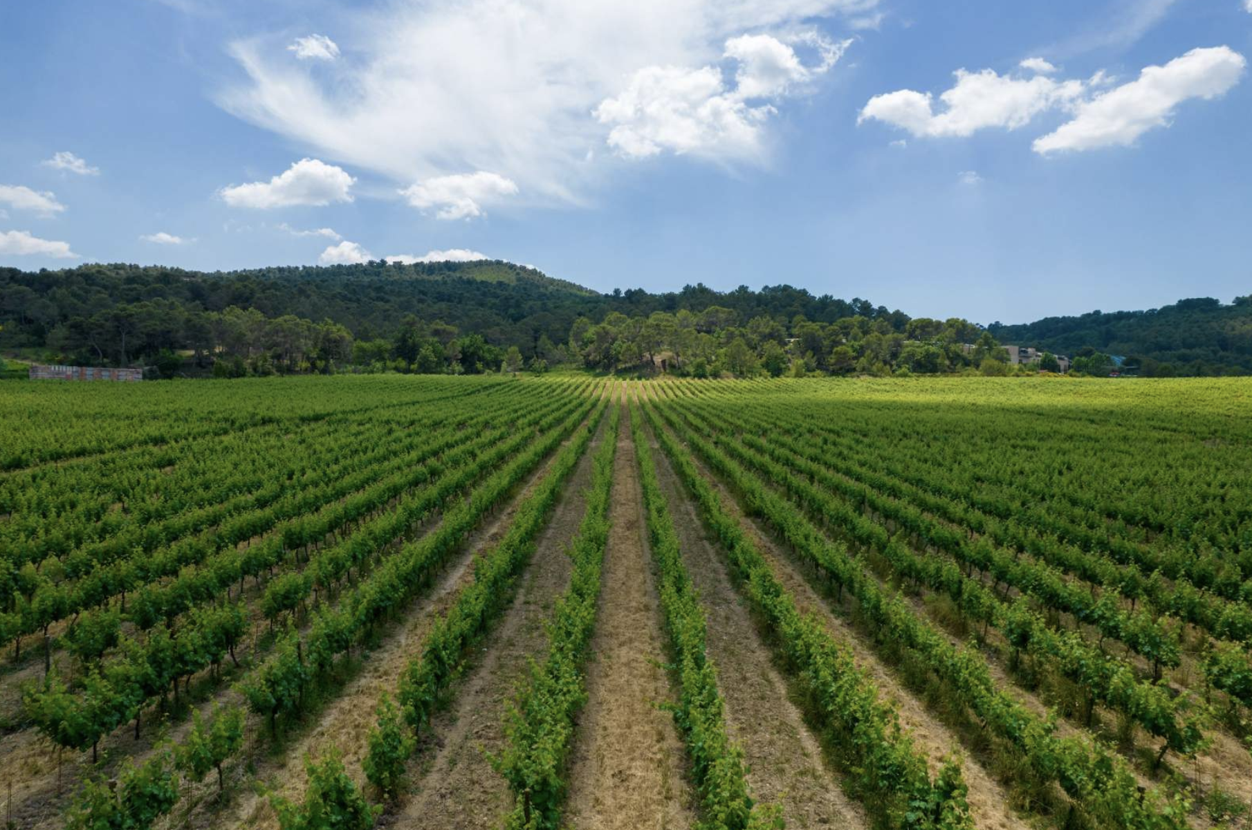 Le domaine viticole © Château La Coste