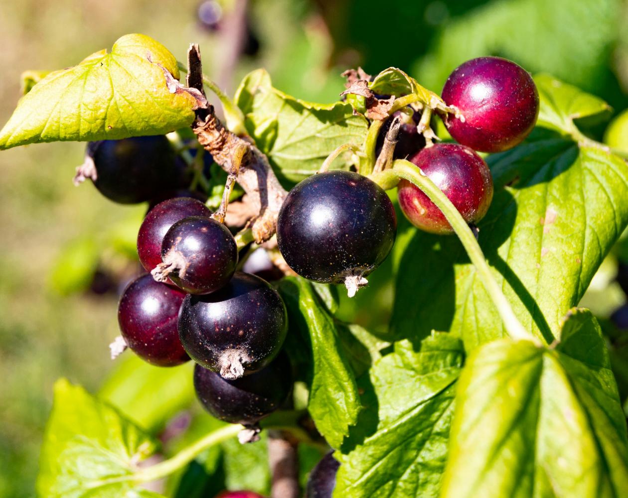 Le cassis, fruit emblématique de la Bourgogne © Les Sources de Vougeot
