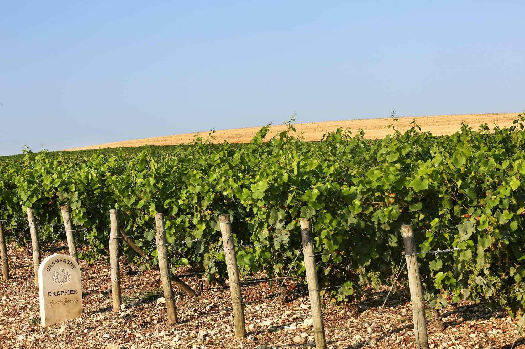 Les vignes de la maison Drappier © DR