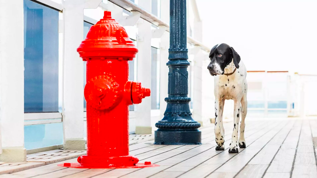 Des croisières dog-friendly © Cunard 
