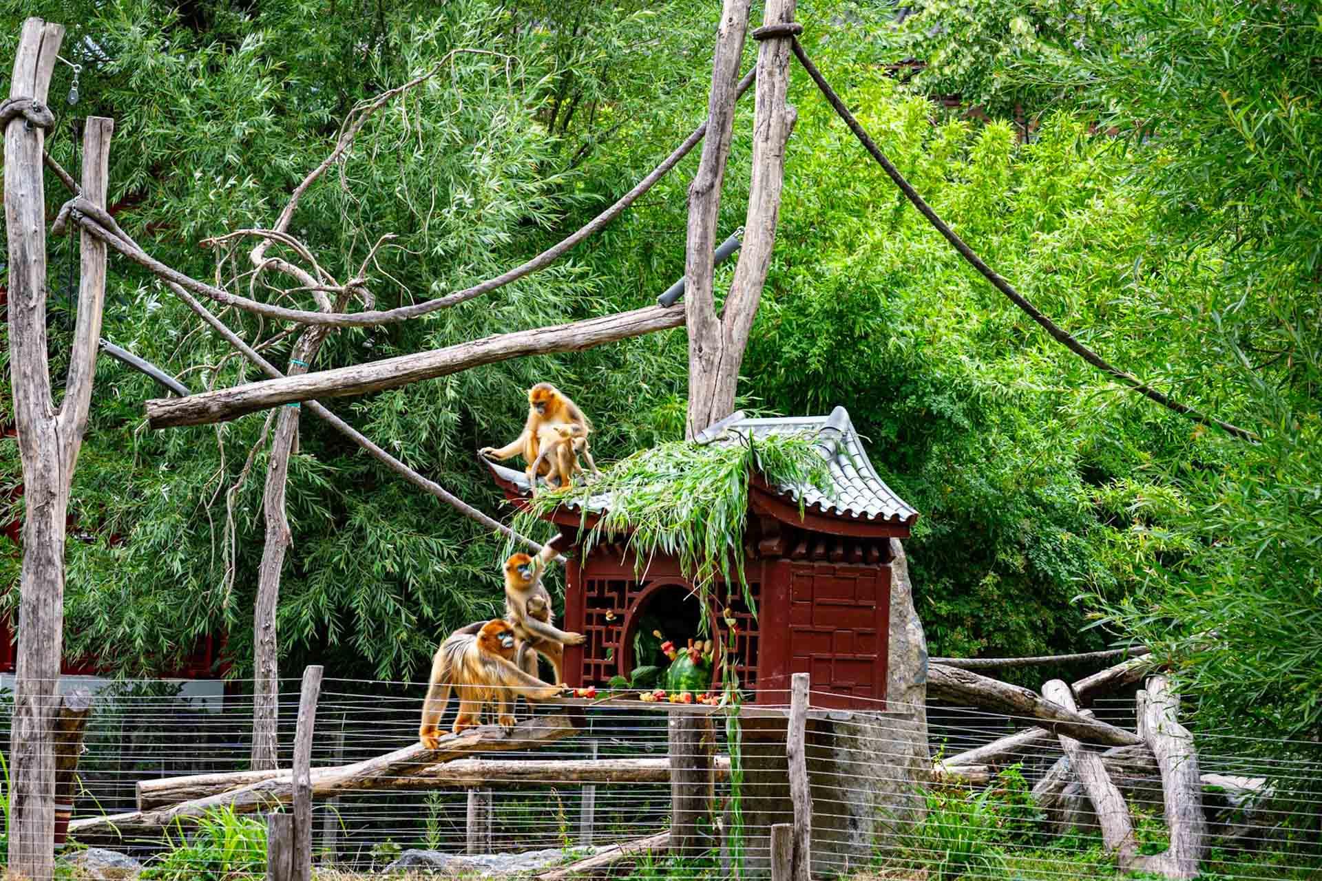 Pairi Daiza, un zoo en Belgique où dormir près des animaux