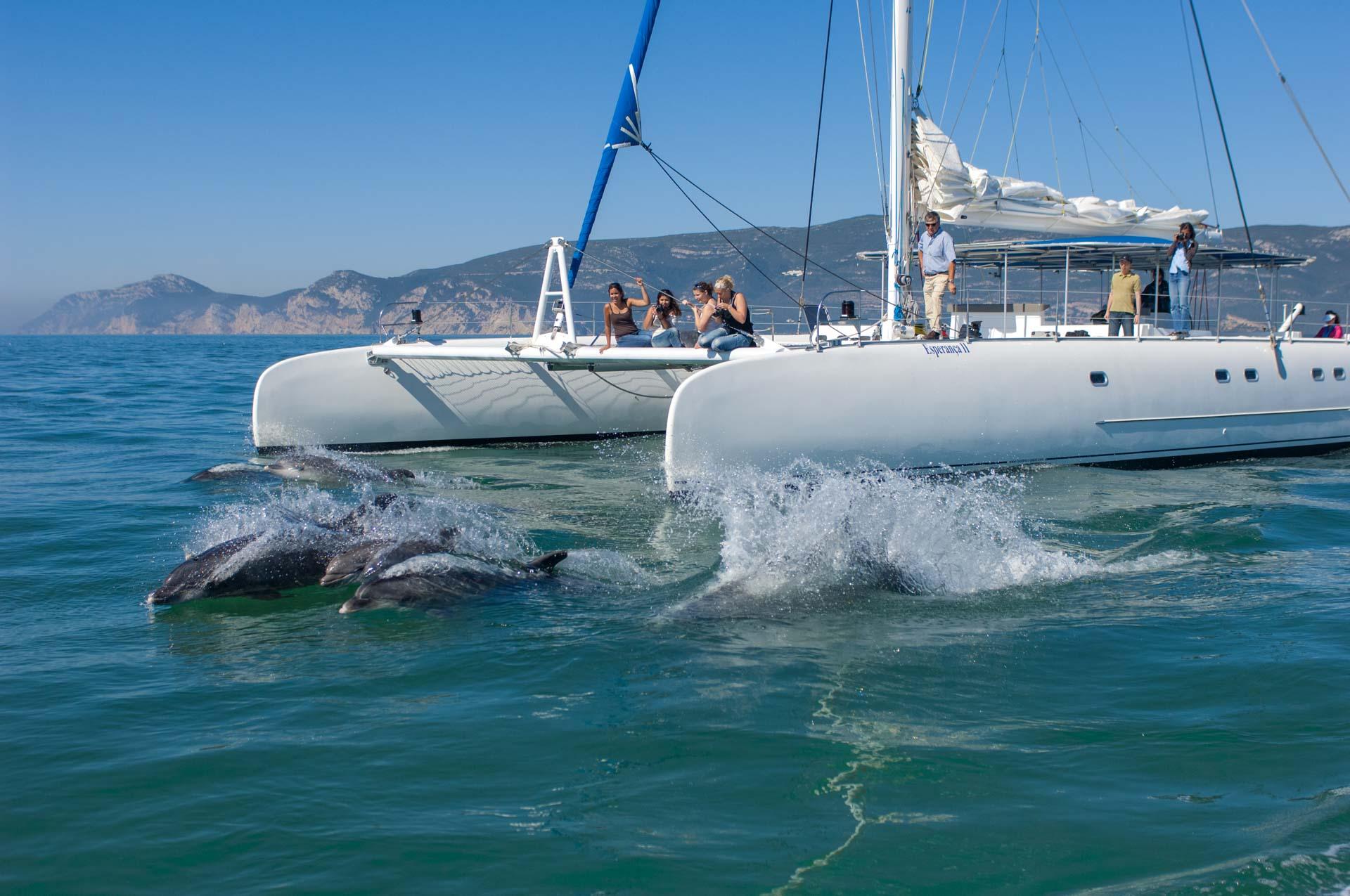 Observation des daulphins © DR