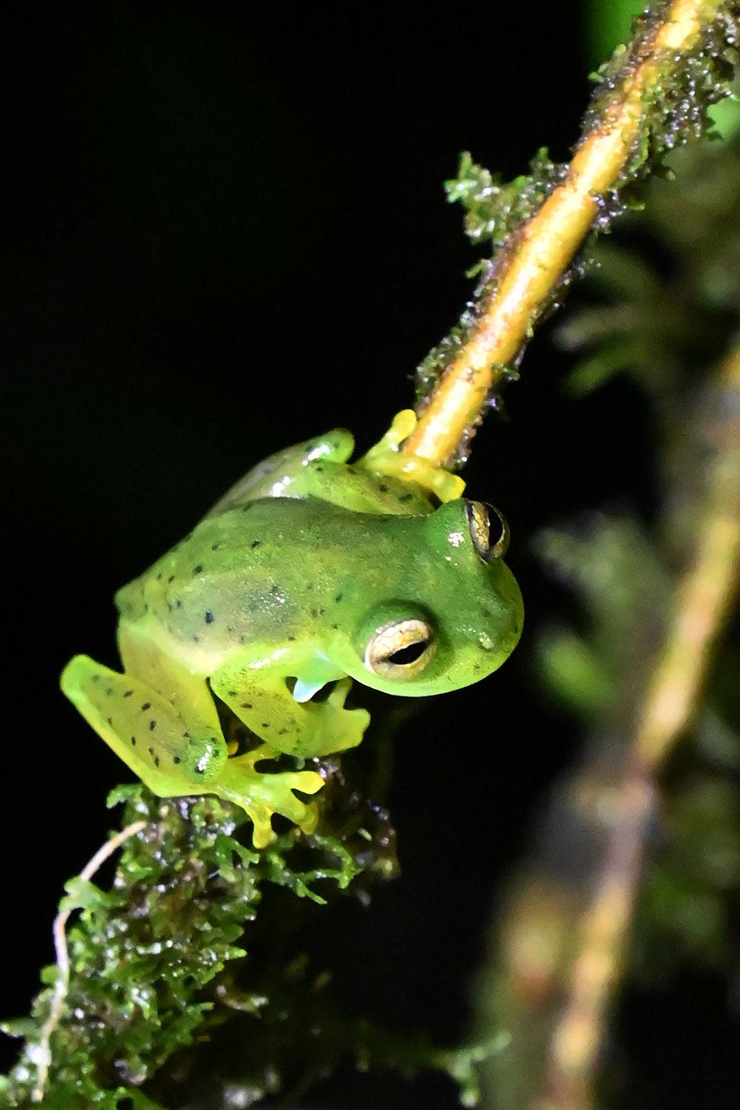 Une nouvelle espèce de grenouille de verre en Équateur ! – Ecuador  Experience