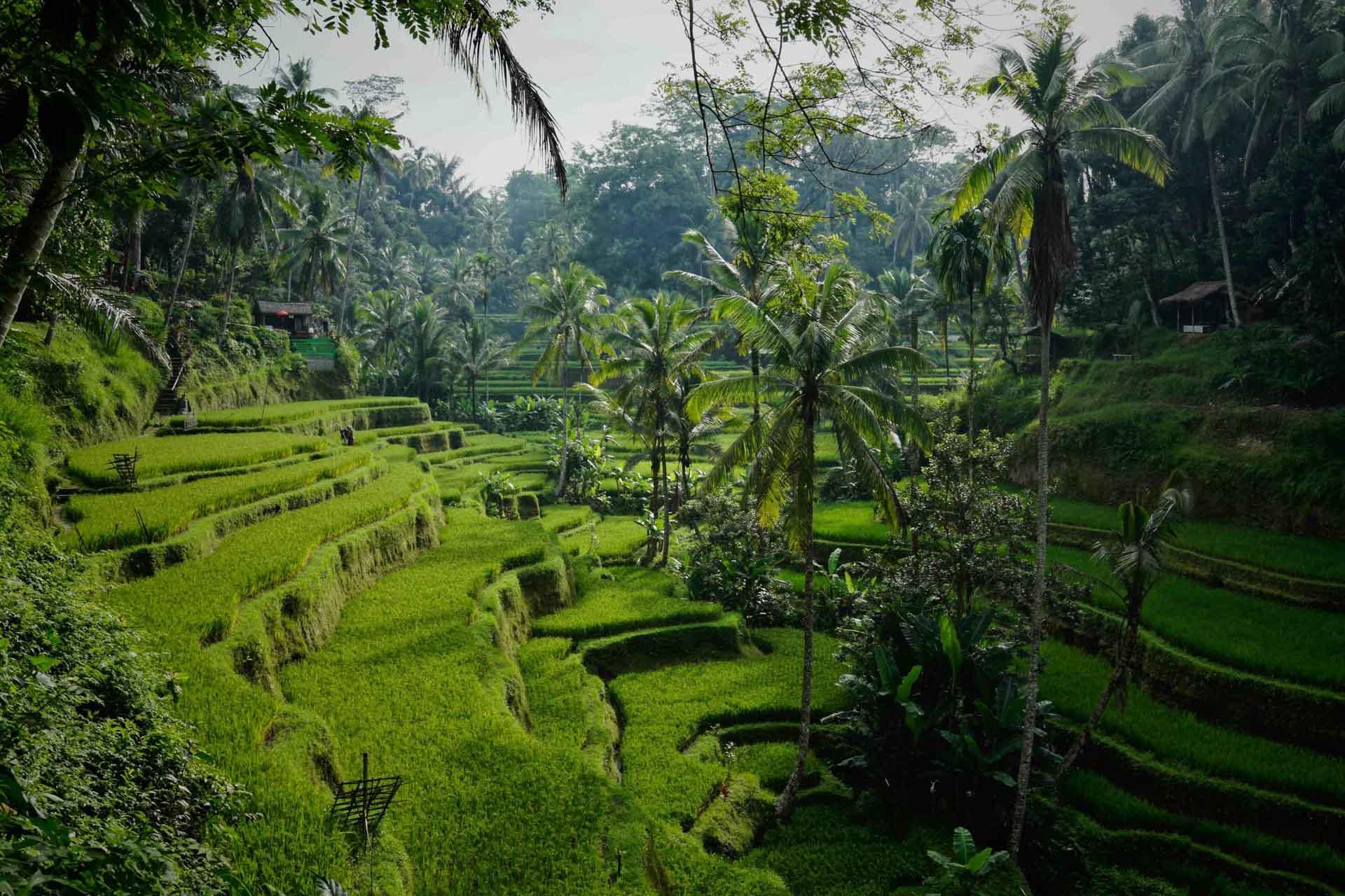 Faire du télétravail à l’international à Bali en Indonésie © Niklas Weiss