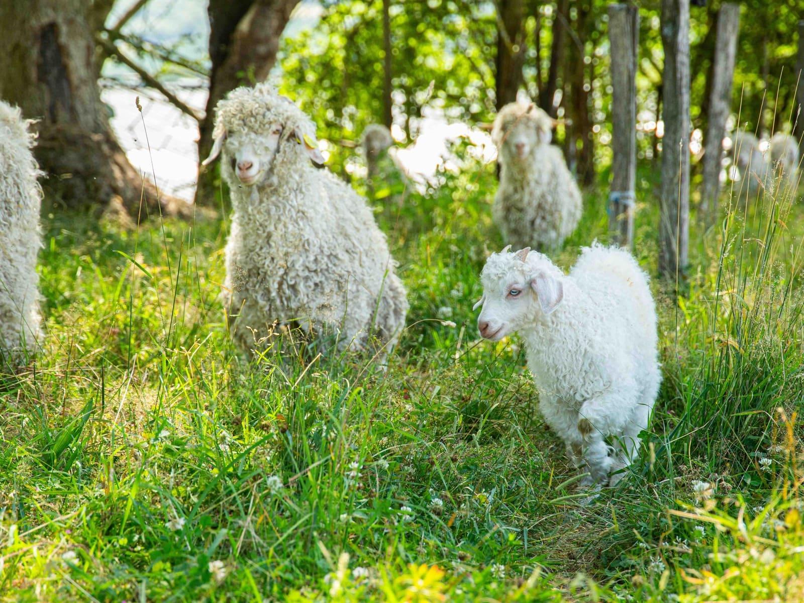 Rencontrer les chèvres de Olivier Cuer © Ferme d’Amalthée