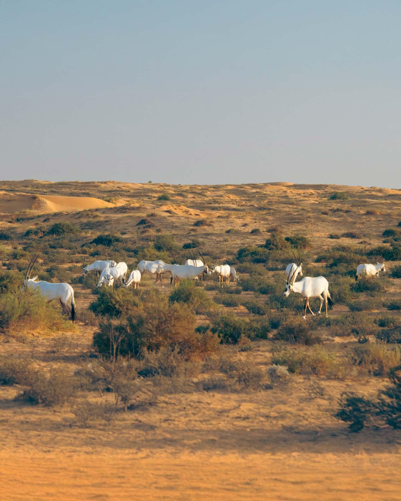 Dans le désert, tout est lent. Et c’est dans cette lenteur que l’on redécouvre la beauté. Dans le désert, tout est lent. Et c’est dans cette lenteur que l’on redécouvre la beauté.