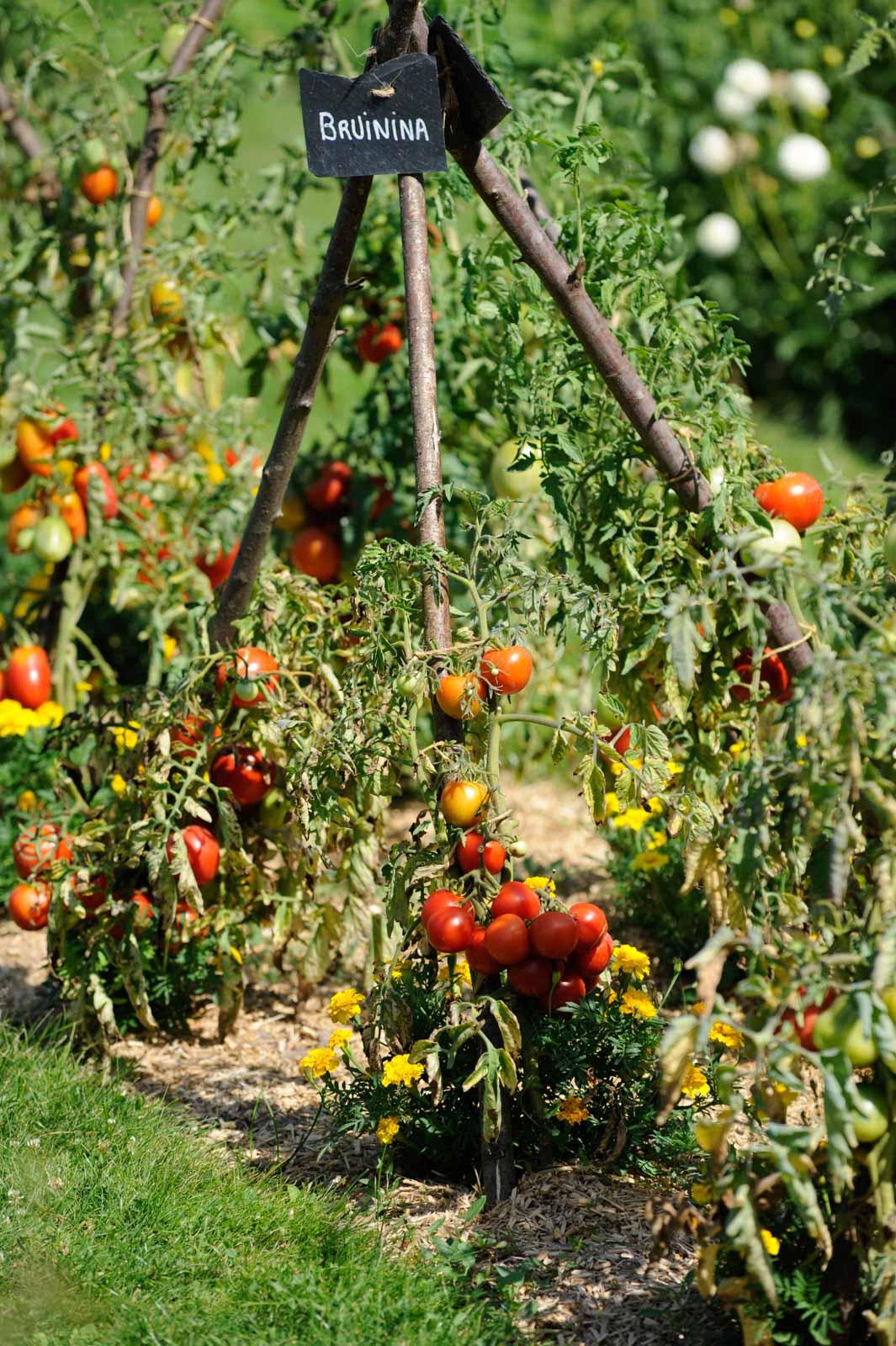 Le conservatoire de la tomate © Hôtel de la Bourdaisière