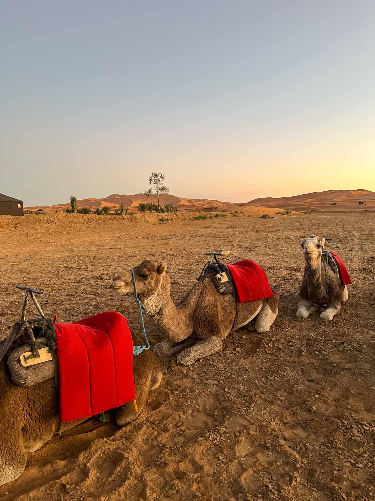 Balade en Dromadaire au coucher du soleil ©Pauline Perrin-Béquart