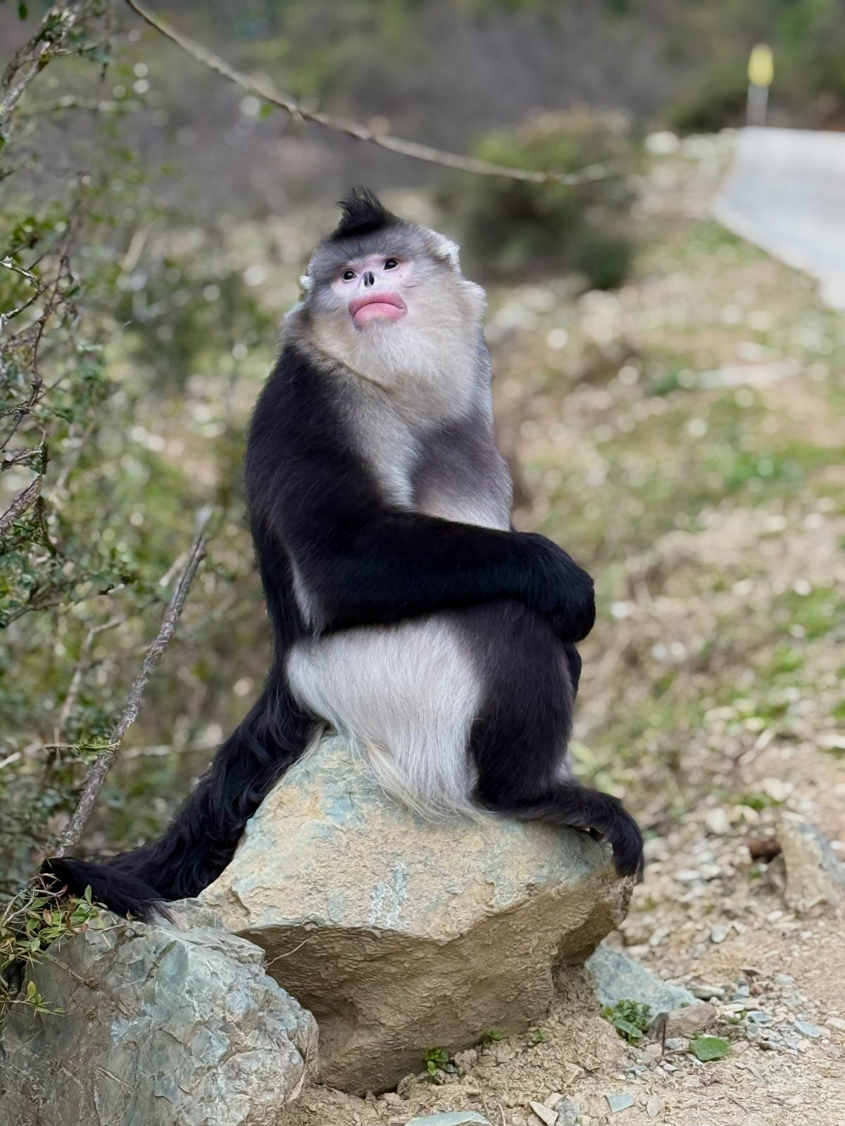 Singe © Emmanuel Laveran