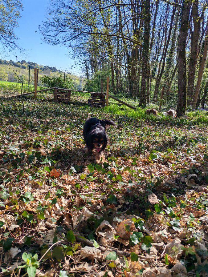 Séjour à l’hôtel de luxe pour chiens © Dog Valley