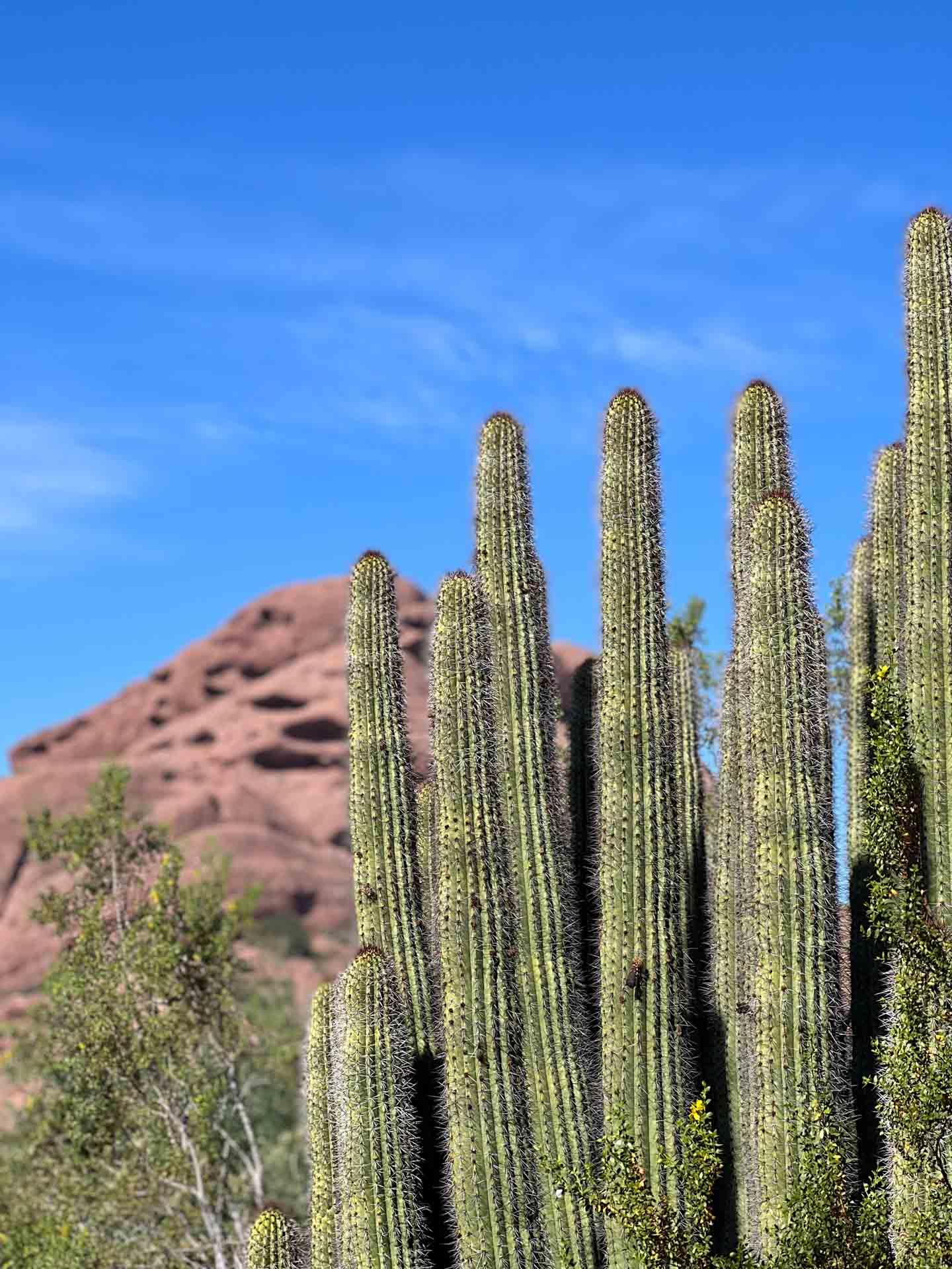 Desert Botanical Garden © Pierre Gautrand