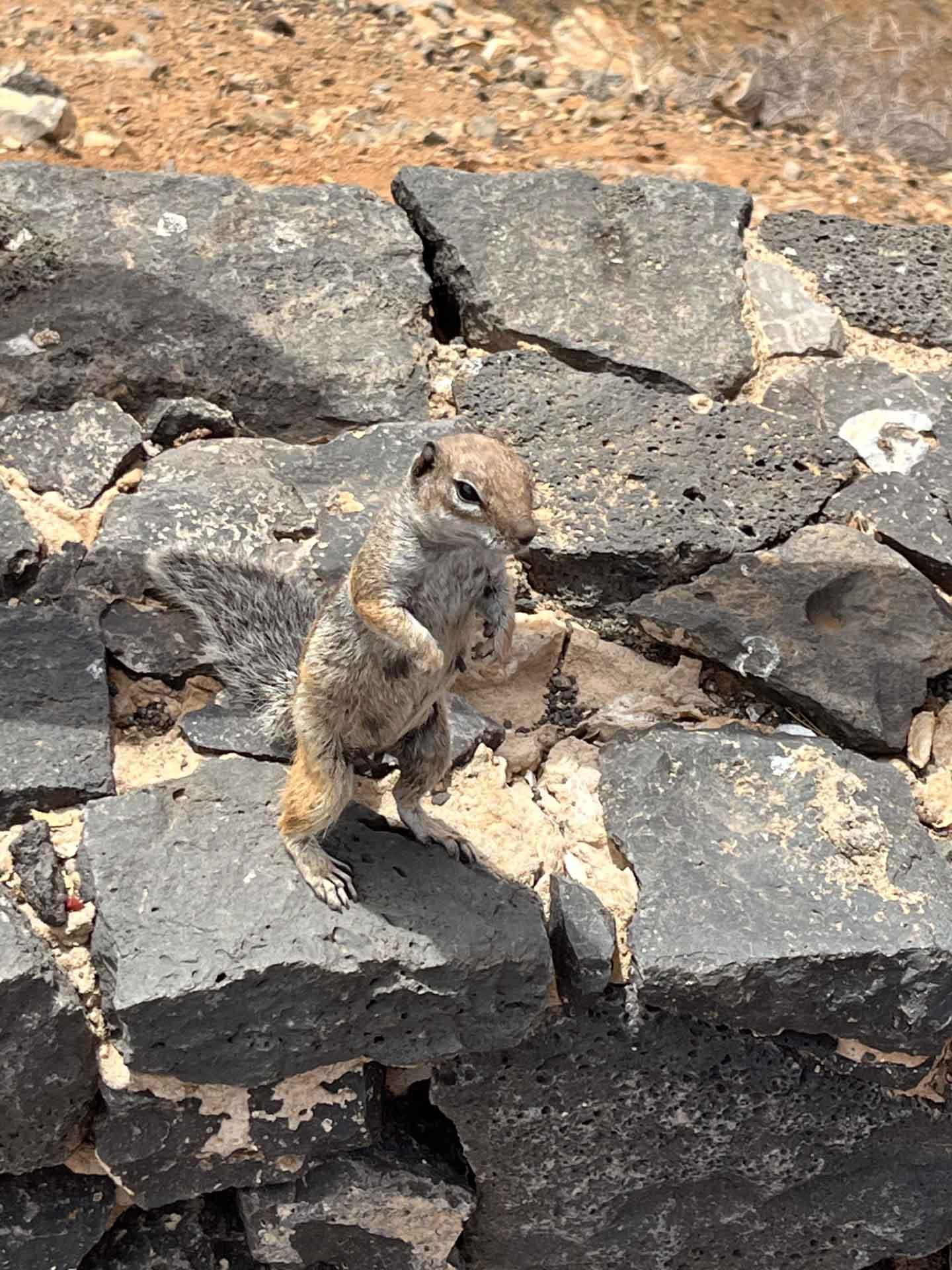 La wildlife de Fuerteventura © PPB