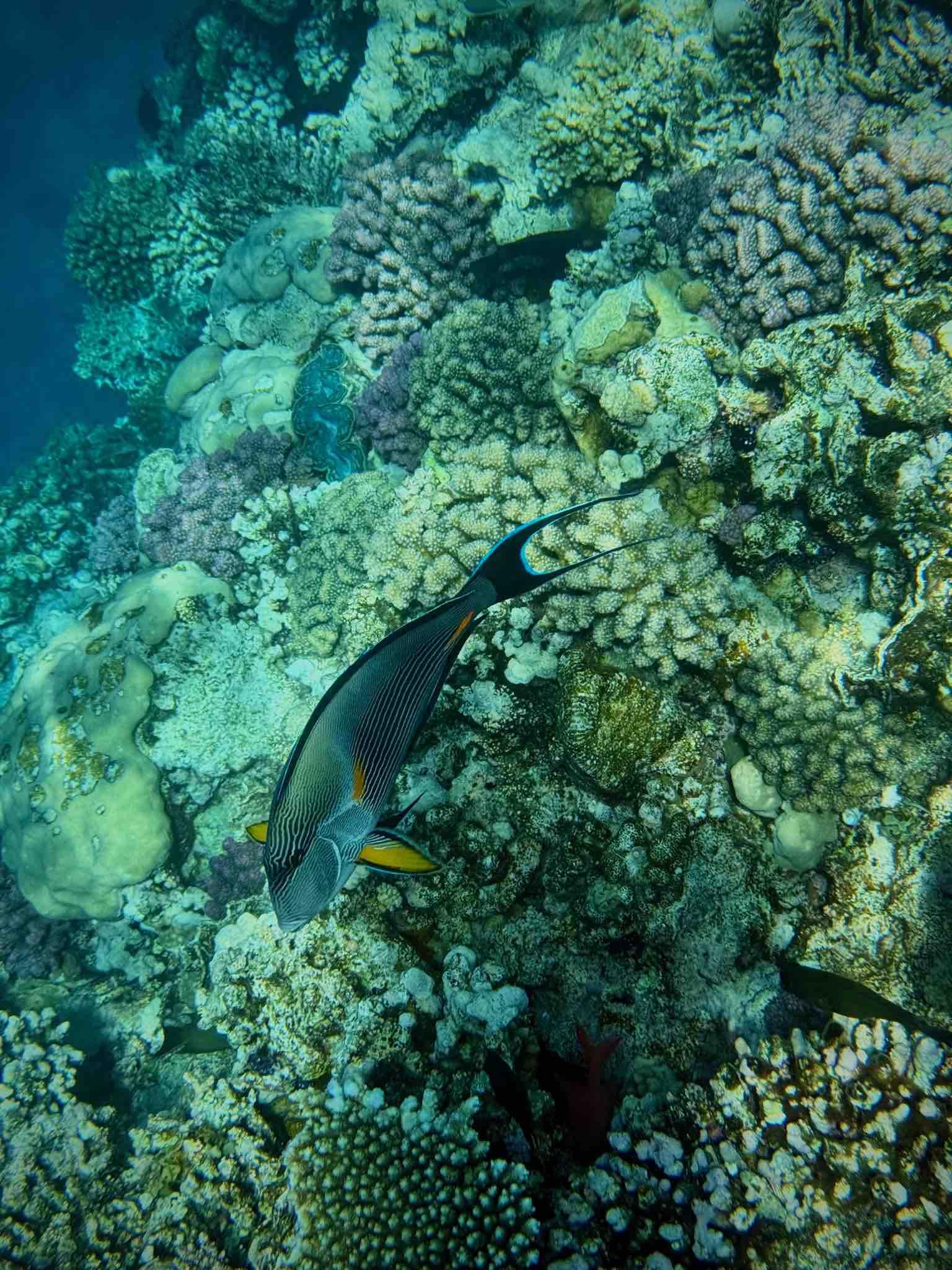 Plongée sous-marine