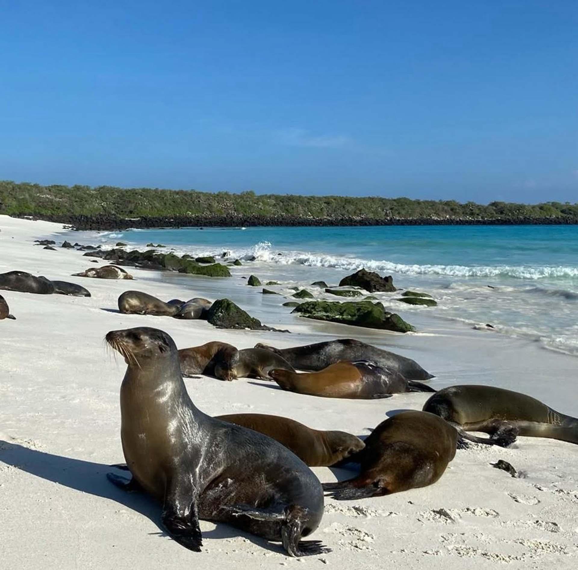 Les plus belles croisières des Galapagos