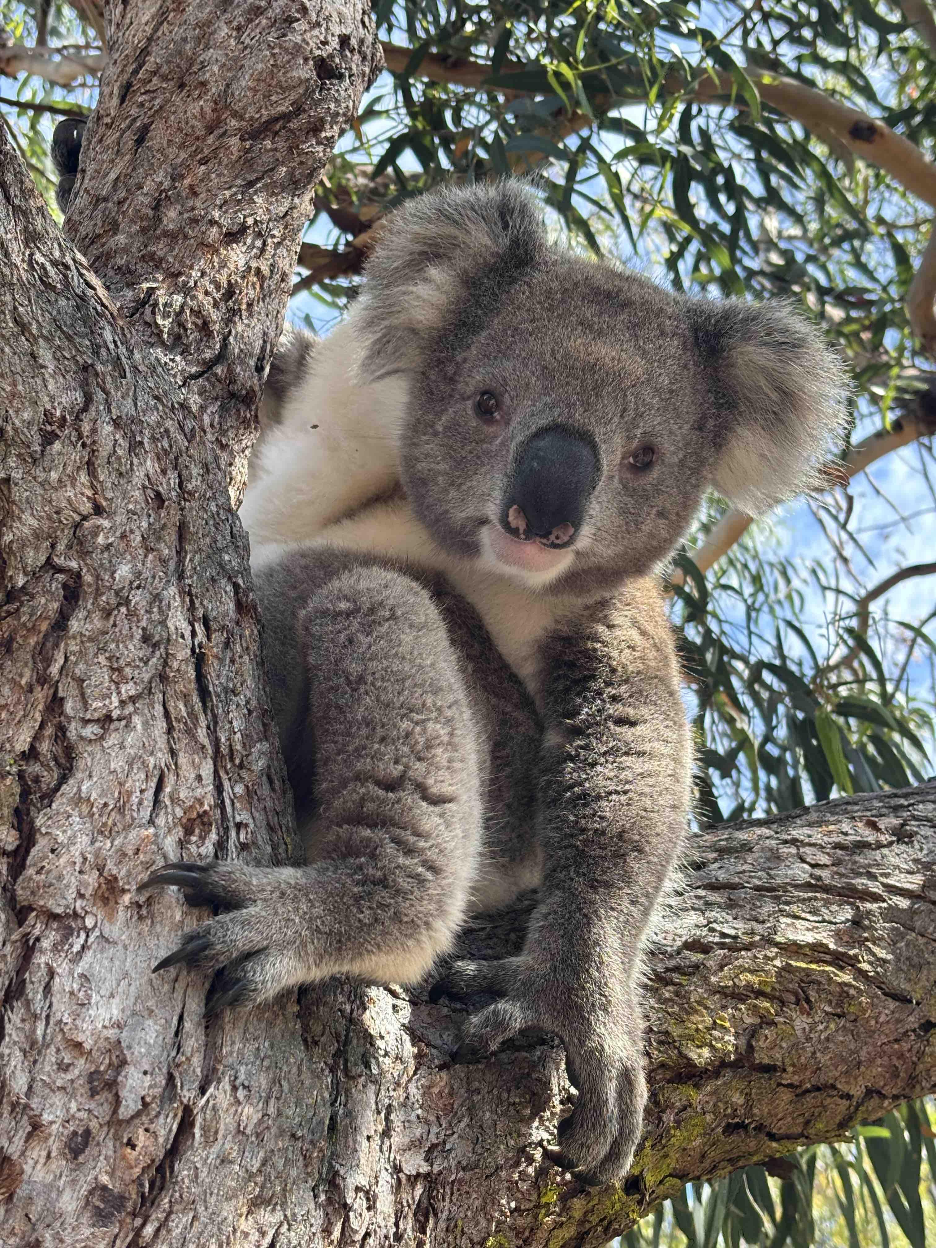 Koala Trail © Pierre Gautrand
