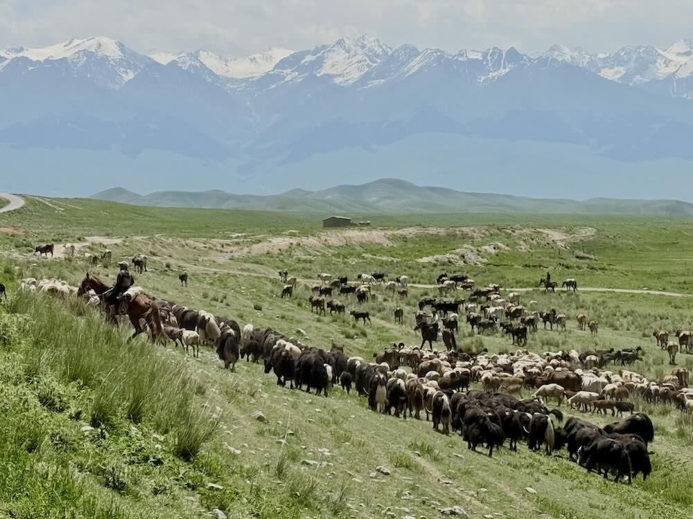 Au Kirghizistan, les bergers à cheval mènent encore leurs troupeaux vers les pâturages d’altitude © DR