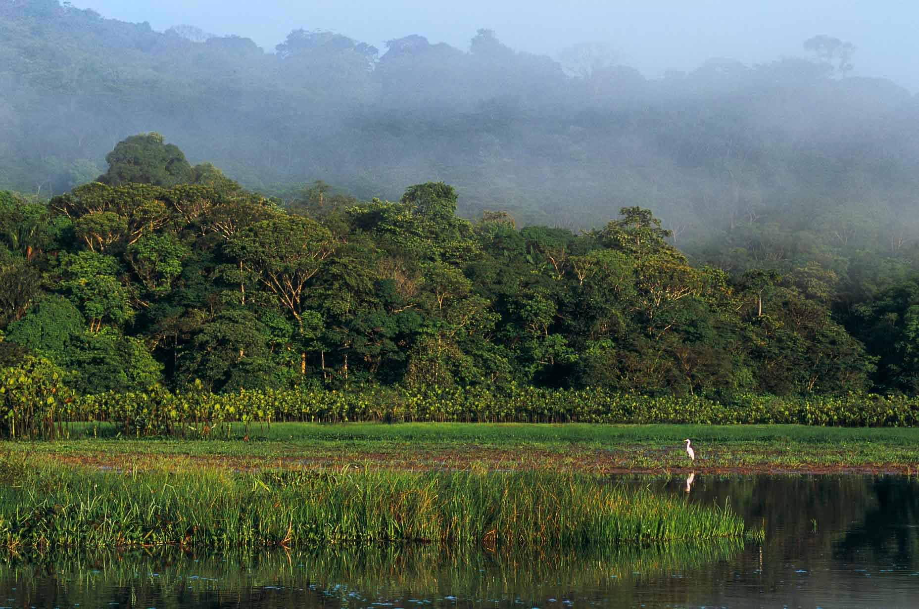 Le marais au petit matin © Claude Rives CTGuyane