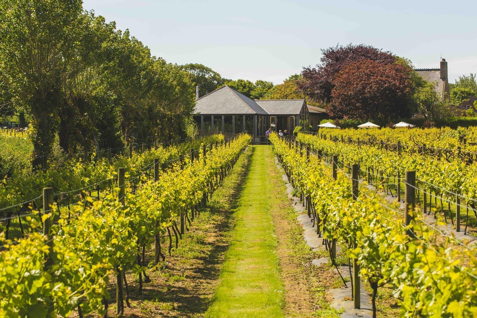 Visiter le vignoble © Matt Porteous 