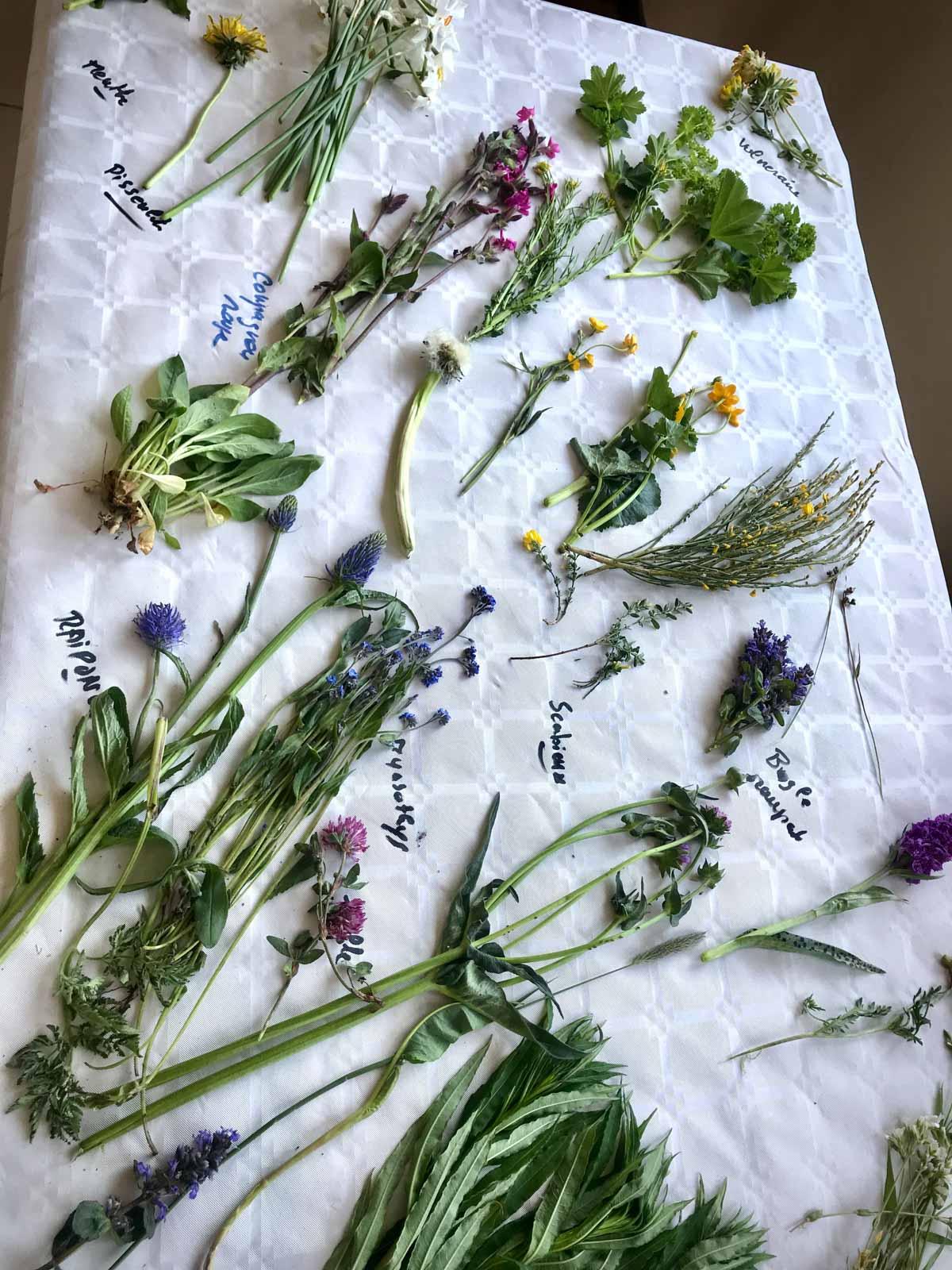 La cueillette des plantes sauvages, tradition annuelle chez les Marcon © Emmanuel Laveran